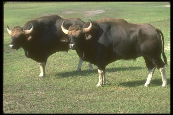 160074 Gaur adult Bulls A4 Photo Print