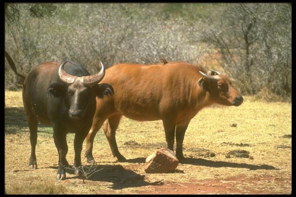 160075 Dwarf Forest Buffalo Pair Showing Red And Black Phases A4 Photo Print