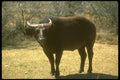 160076 Dwarf Forest Buffalo black Phase A4 Photo Print