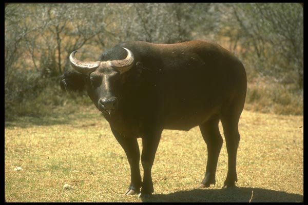 160076 Dwarf Forest Buffalo black Phase A4 Photo Print