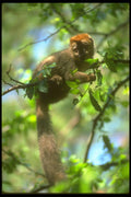 160077 Red Fronted Lemur In Tree A4 Photo Print