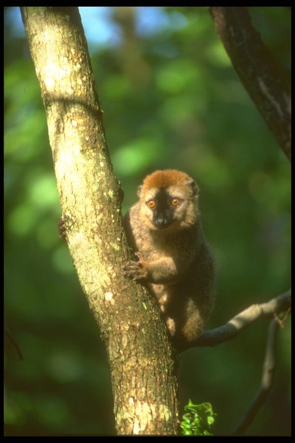 160078 Red Fronted Lemur In Tree A4 Photo Print