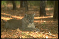 160079 Florida Panther (Cougar) Lying Down A4 Photo Print