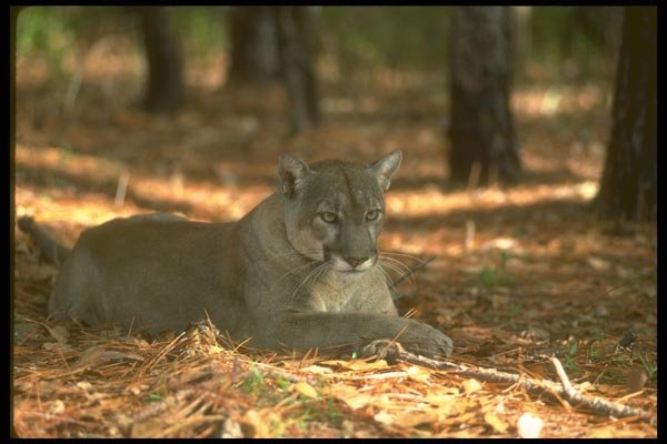 160079 Florida Panther (Cougar) Lying Down A4 Photo Print