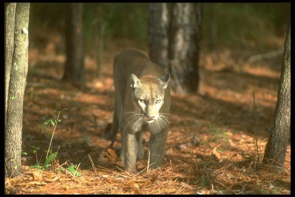 160080 Florida Panther (Cougar) A4 Photo Print