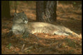 160081 Florida Panther (Cougar) Lying Down A4 Photo Print