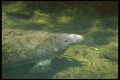 160082 West Indian (Florida) Manatee breathing A4 Photo Print