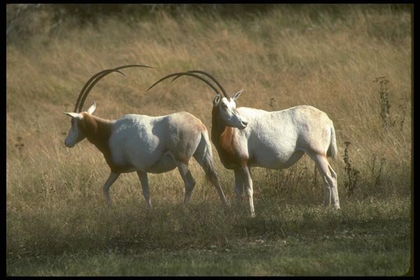 160083 Scimitar Horned Oryx A4 Photo Print