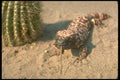 160084 Gila Monster Lizard Eating Mouse A4 Photo Print