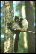 160085 Ruffed Lemur In Tree A4 Photo Print