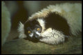 160086 Ruffed Lemur Lying On Log, Close Up  A4 Photo Print