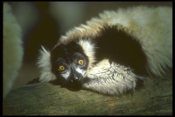 160086 Ruffed Lemur Lying On Log, Close Up  A4 Photo Print