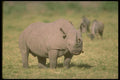 160087 Alert Black Rhino A4 Photo Print
