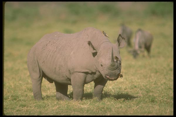 160087 Alert Black Rhino A4 Photo Print