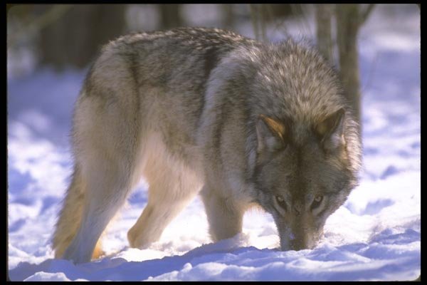 160088 Gray Wolf At Edge Of Snowy Forest, Eye Contact A4 Photo Print