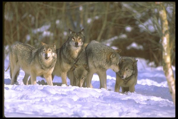 160089 Gray Wolves pack At Edge Of Snowy Forest A4 Photo Print
