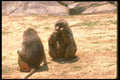 160090 Hamadryas Baboons Gnawing Bark From Stick A4 Photo Print