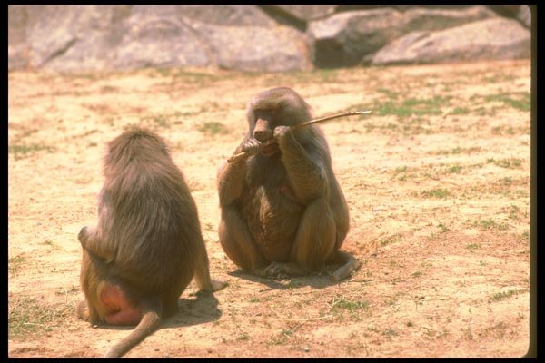 160090 Hamadryas Baboons Gnawing Bark From Stick A4 Photo Print