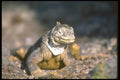 160092 Galapagos Land Iguana South Plaza Island A4 Photo Print