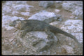 160093 Galapagos Land Iguana South Plaza Island A4 Photo Print