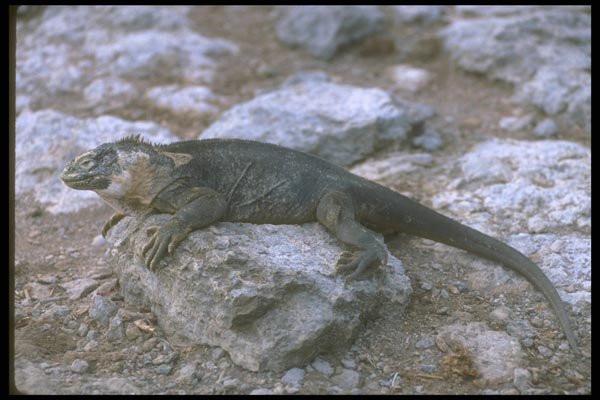 160093 Galapagos Land Iguana South Plaza Island A4 Photo Print