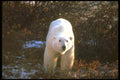 160094 Polar Bear By Tundra Willow A4 Photo Print