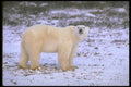 160095 Polar Bear On Snowy Tundra A4 Photo Print
