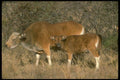 160096 Banteng adult Bull With Calf A4 Photo Print