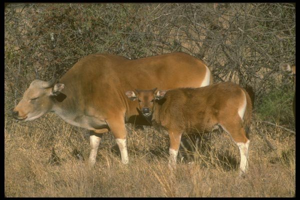 160096 Banteng adult Bull With Calf A4 Photo Print
