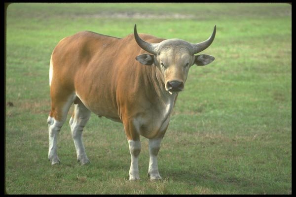 160098 Banteng adult Bull A4 Photo Print