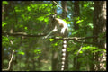 160099 Ring Tailed Lemur In Tree A4 Photo Print
