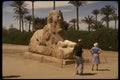 161086 Sphinx Of Memphis, Egypt A4 Photo Print