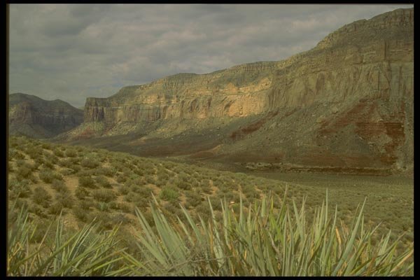 162002 Grand Canyon Vegetation A4 Photo Print