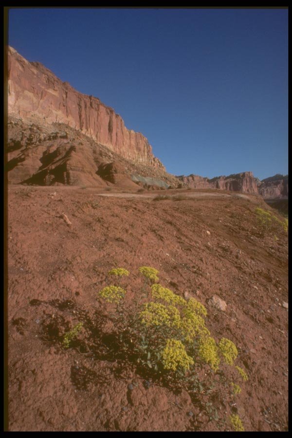 162008 Yellow Pepper Grass A4 Photo Print