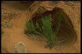 162011 Vegetation In Rock Crevice A4 Photo Print