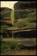162012 Century Plant Of The Grand Canyon A4 Photo Print