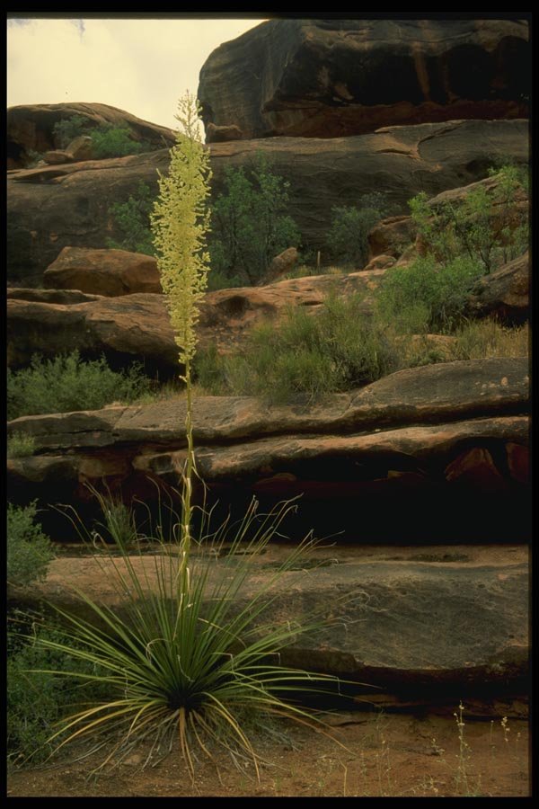 162012 Century Plant Of The Grand Canyon A4 Photo Print