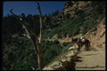 162019 Mules Resting A4 Photo Print