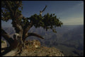 162038 Bristle Cone Pine A4 Photo Print