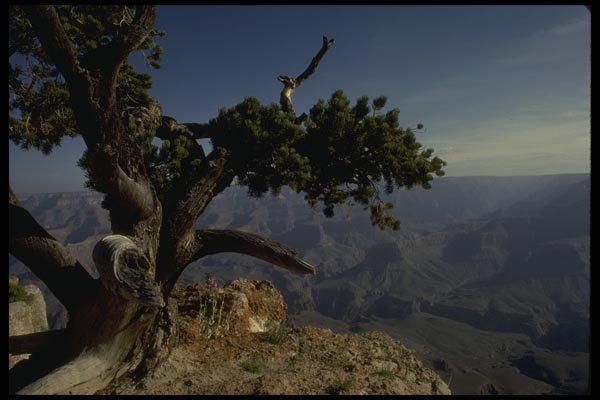 162038 Bristle Cone Pine A4 Photo Print