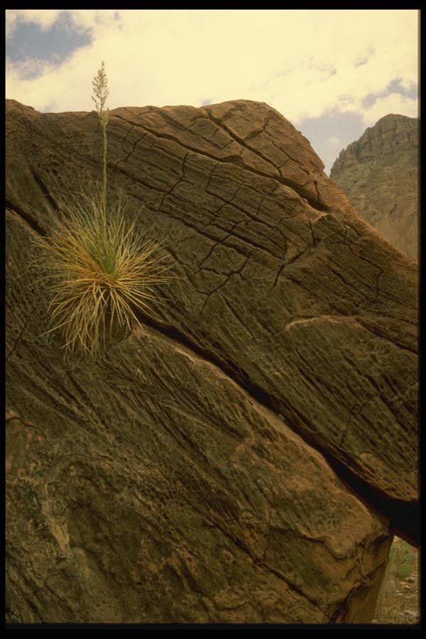162045 Yucca In The Crack A4 Photo Print