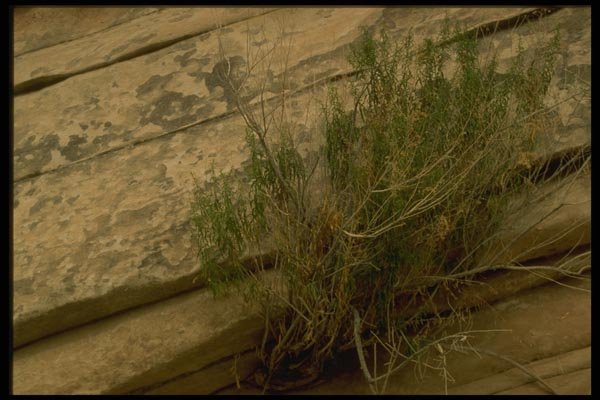 162072 Vegetation Clinging To The Wall A4 Photo Print