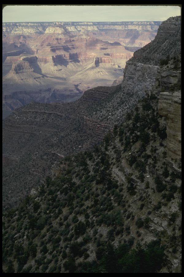 162083 New Growth On Canyon Slope A4 Photo Print