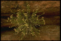162086 Flowers Bursting From The Rock A4 Photo Print