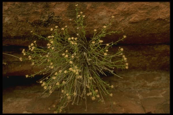162086 Flowers Bursting From The Rock A4 Photo Print