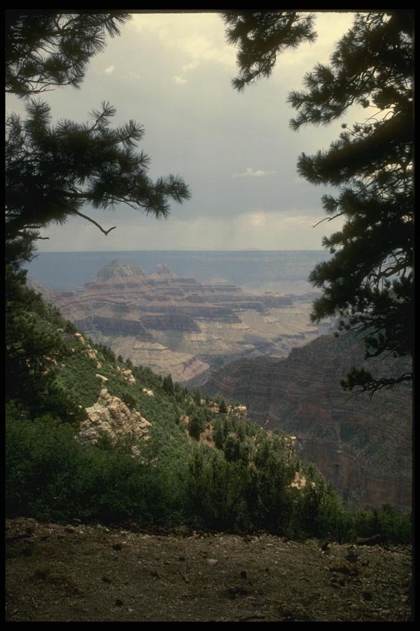 162095 Canyon Through Pine Trees A4 Photo Print