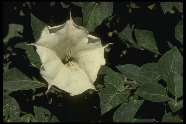 162099 Flower Of The Sacred Datura A4 Photo Print