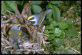 163000 Pair Of Golden winged Warblers With Nest A4 Photo Print