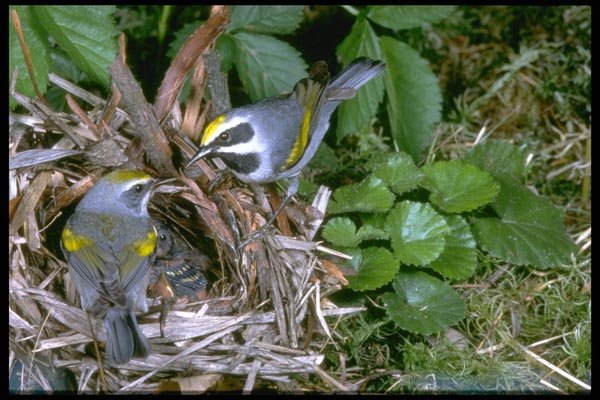 163000 Pair Of Golden winged Warblers With Nest A4 Photo Print