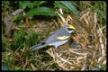 163001 Golden winged Warbler With Young A4 Photo Print